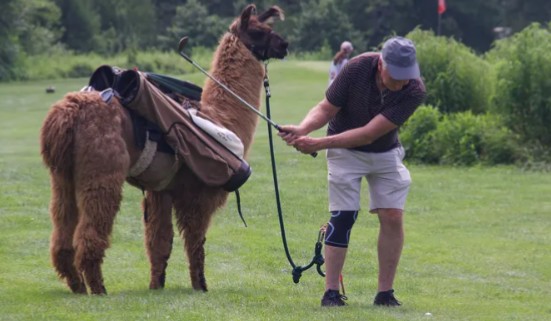 Llama golf caddies drive tourism………